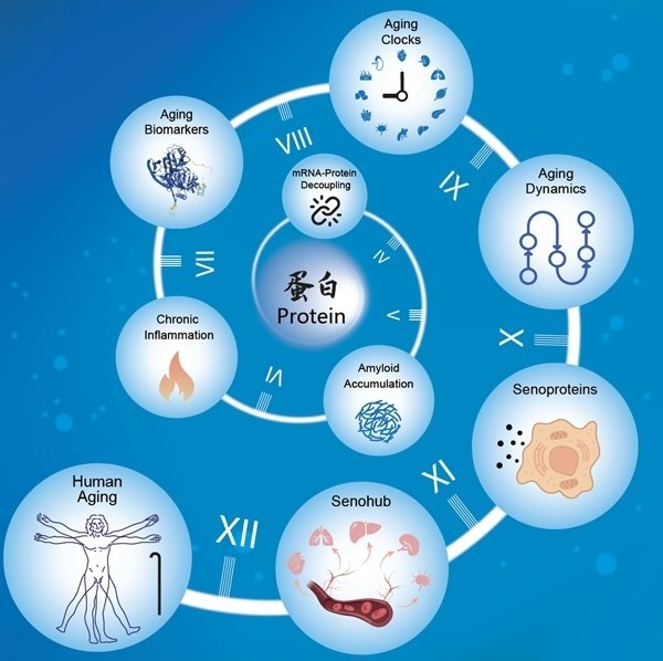 中国股票配资网 科学家破译人体衰老的蛋白密码